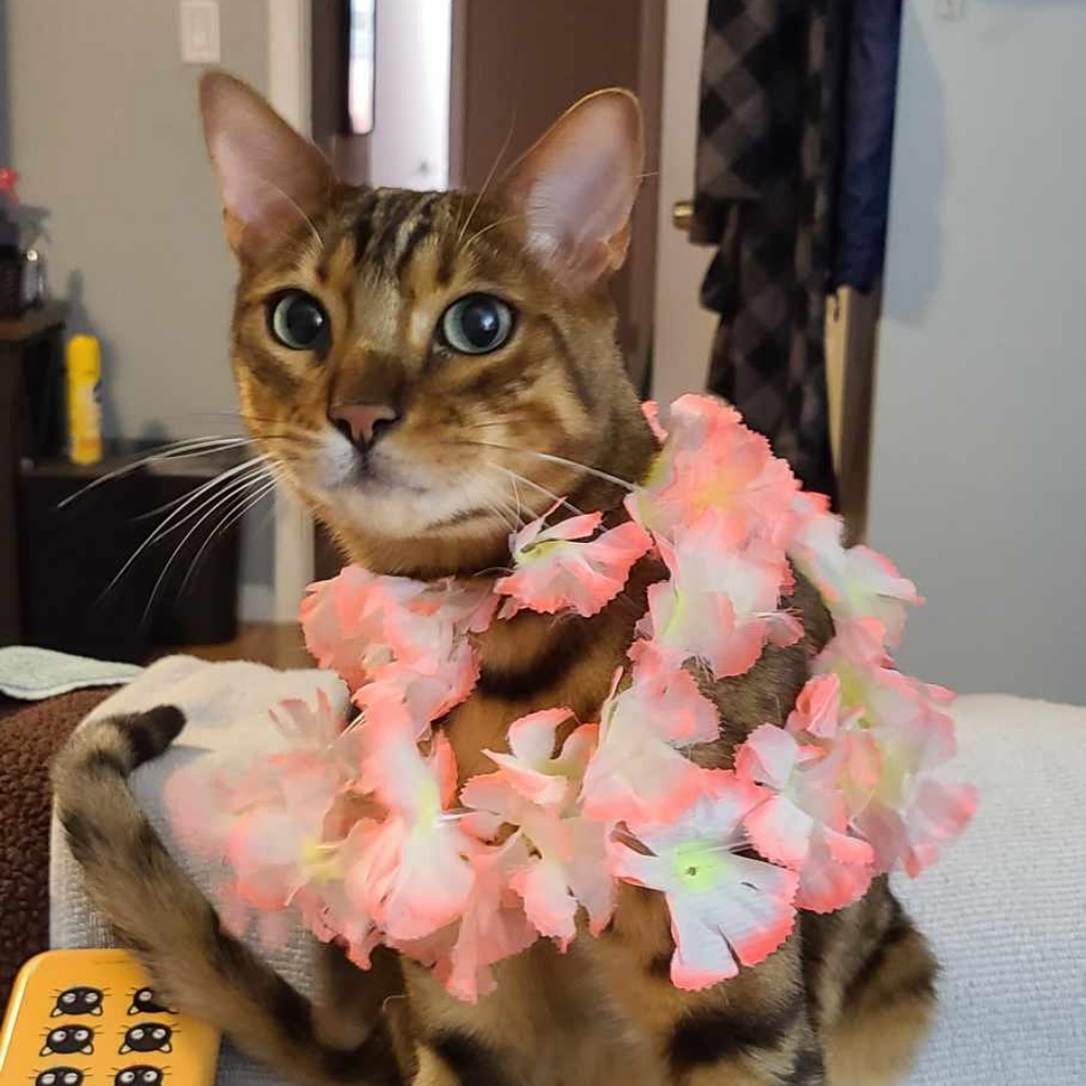 Meet your Posher, Arianna